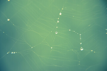 Crystal clear water drops on a spider web on a blurred background.