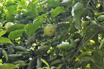 passion fruit on tree