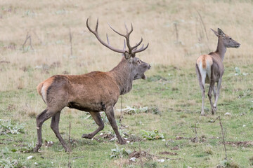Naklejka na ściany i meble Red deer male in rutting season (Cervus elaphus)