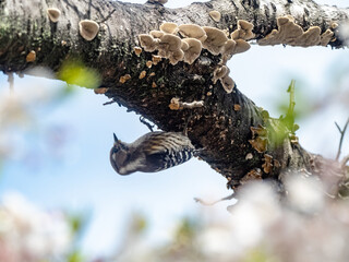 Japanese pygmy woodpecker in cherry blossoms 4