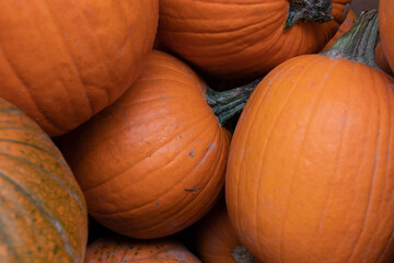 a bunch of large pumpkins