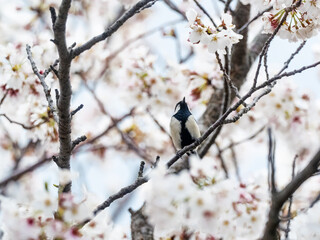 Japanese tit perched in blooming cherry blossoms 3