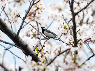 Japanese tit perched in blooming cherry blossoms 4