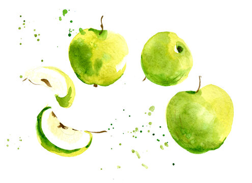 Fresh green apple. Hand drawn watercolor illustration/
