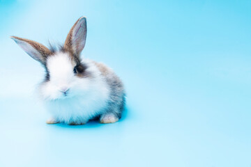 Cute adorable brown and white rabbit sitting on isolated blue background. Lovely baby bunny alone sit on blue background. Easter concept.