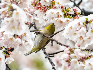 Japanese white-eye in snowy cherry blossoms 2