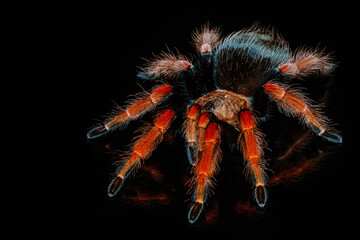 Black and red hairy spider on isolated black background with reflection. Close up big red tarantula Theraphosidae.