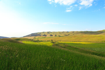 Beautiful spring and summer landscape. Lush green hills. Spring blooming herbs.