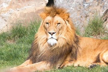 lion (in german Löwin) Panthera leo