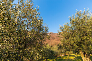 Landscape - Olive grove