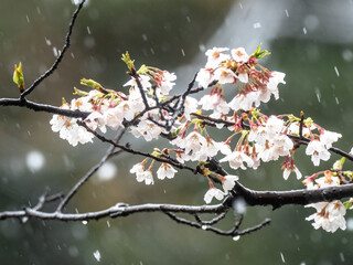 Japanese sakura cherry blossoms in snow 11