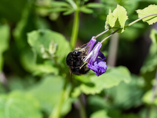 Japanese Bombus ignitus bumblebee purple flower 2