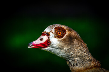 Close up of an egyptian goose