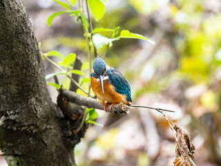 common kingfisher on a tree in spring 9