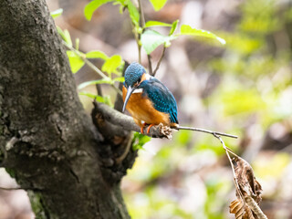 common kingfisher on a tree in spring 7