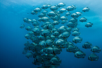 Large school of Orbicular spadefish (Platax orbicularis) swimming together in the open blue water