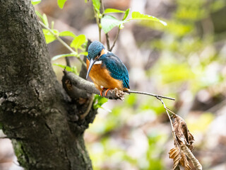 common kingfisher on a tree in spring 6