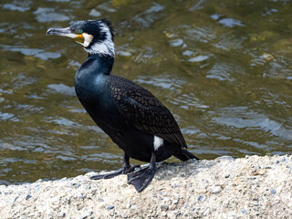 Japanese Cormorant resting on river cement slab 3