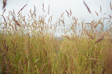 Texture of wild grass against the sky