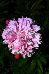 Pink flower peonies flowering in the garden, sunny summer day
