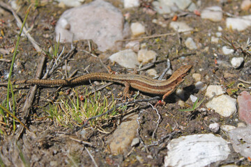 A specimen of the viviparous euroasian lizard (Zootoca vivipara) from de Cantabrian mountains. It lives farther north than any other species of non-marine reptile, and most populations are viviparous.