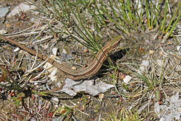 A specimen of the viviparous euroasian lizard (Zootoca vivipara) from de Cantabrian mountains. It lives farther north than any other species of non-marine reptile, and most populations are viviparous.