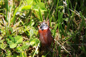 may bug in grass close up