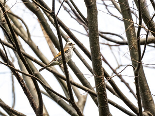 Japanese dusky thrush perched in a tree 2