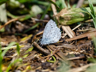 Holly Blue butterfly resting on forest floor 1