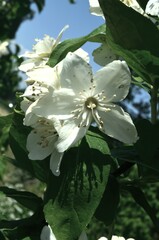 White Jasmine flower with green leaf nature background