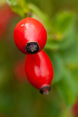 Dzika róża owoc © Seance_Photo_Sylwia