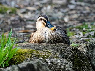 Spot-billed duck resting on shore rock 1