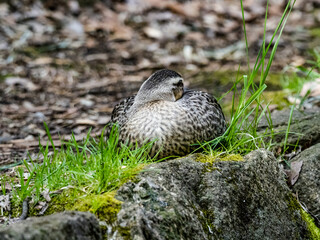 Spot-billed duck resting on shore rock 2