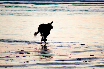 dog on the bech  dog shadow