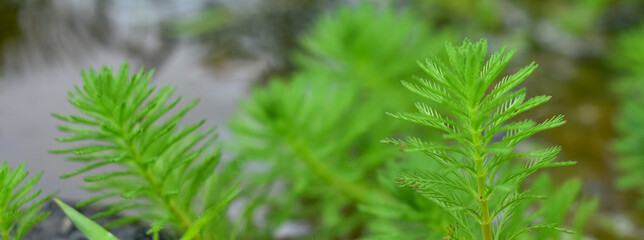 Close up shot of the Myriophyllum aquaticum plant