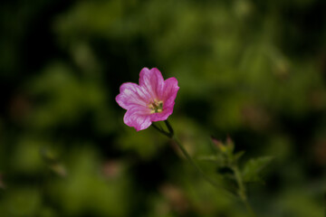 Fototapeta premium pink flower