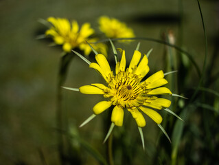 kwiat żółty dmuchawiec ogrodowy kwitnie płatki
