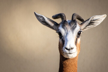 Fine art view of a gazelle
