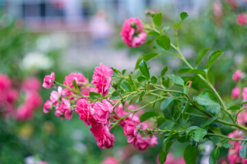 Blooming roses in the park on a natural background