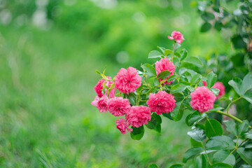 Blooming roses in the park on a natural background