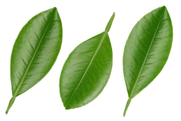 Citrus
 leaves isolated on white background