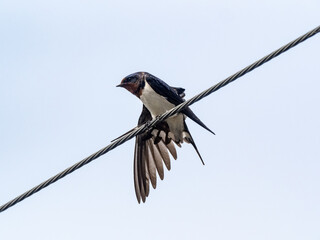 Japanese barn swallow on utility line 4