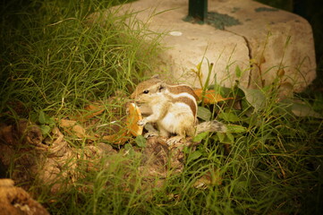 squirrel in the woods