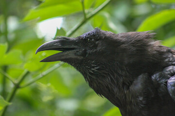 raven on the tree