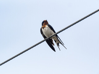 Japanese barn swallow on utility line 5
