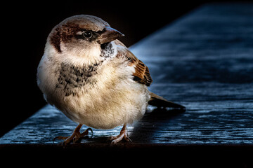 a small sparrow standing on a table © Ralph Lear