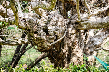 closeup very old dry tree with twisted branches