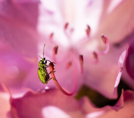 makro insekt chrząszcz robak zielony na kwiatach różowe w ogrodzie egzotyka błyszczące naliściak srebrniak - obrazy, fototapety, plakaty