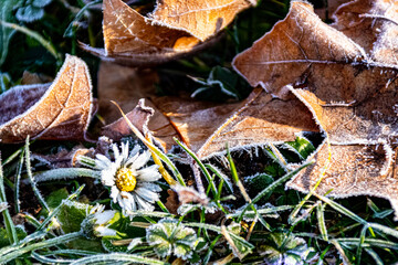 a daisy frozen in the grass