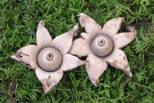 Collared Earthstar - Geastrum triplex